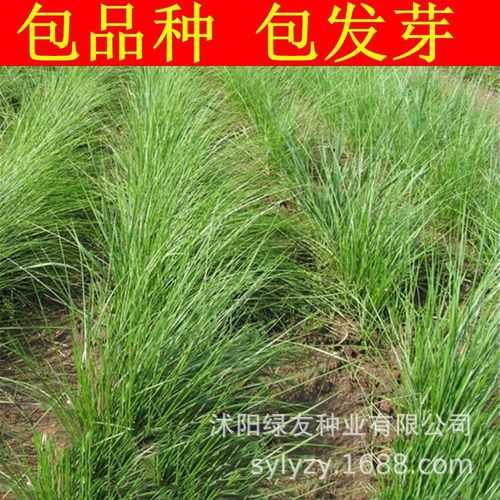 草籽批发 细叶草 龙须草 弯叶画眉草 观赏草