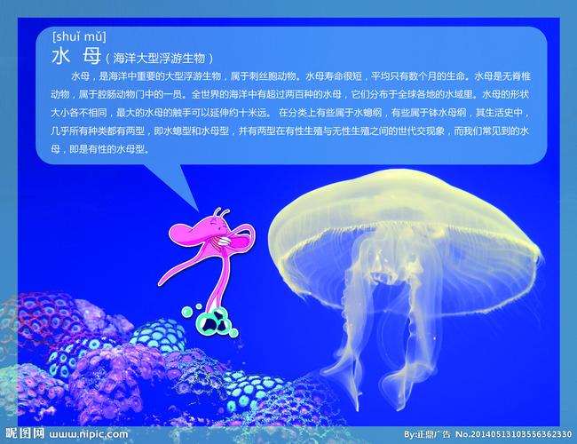 水母图片
