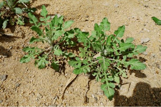 教你泥胡菜美味可口的健康吃法