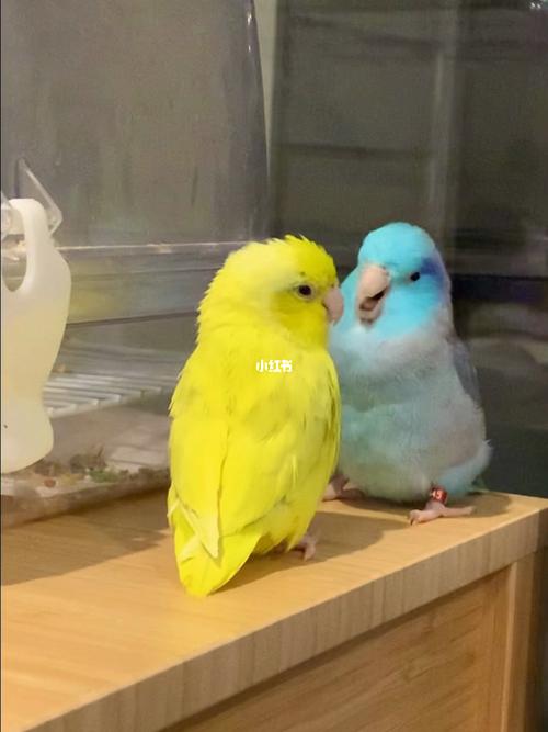 太平洋鹦鹉摇脖子_鹦鹉_robina攻略_蓝莓_宠物_宠物