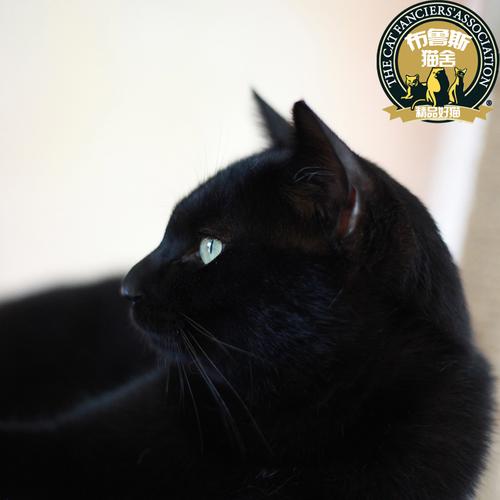 热卖纯种英国短毛猫 家养英短银点纯白可爱蓝眼晴 萌宠物猫咪活体推荐