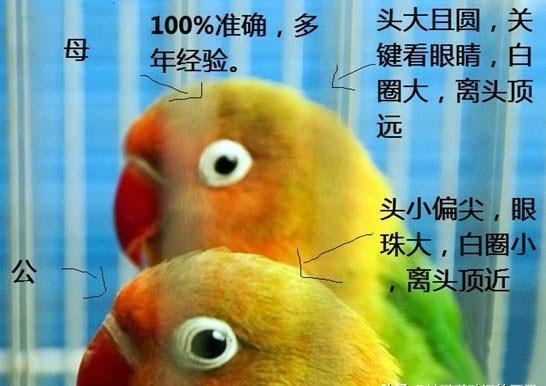 四种常见方法:帮你三秒分辨牡丹鹦鹉公母 原来这么