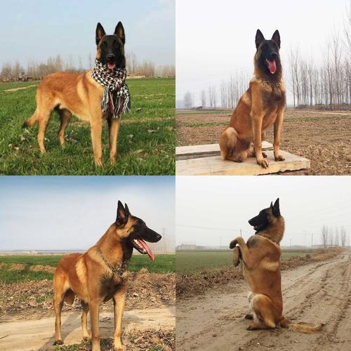 纯种爆红马犬幼犬活体猎犬猛犬德牧犬比利时马犬警犬