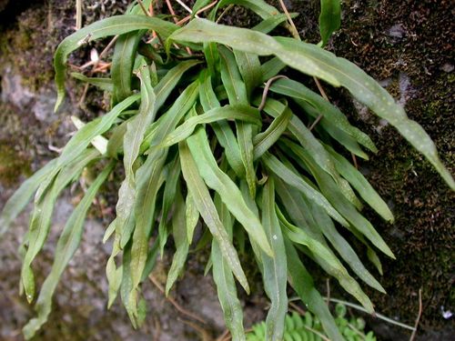 日月峡中草药(1171)--石韦1