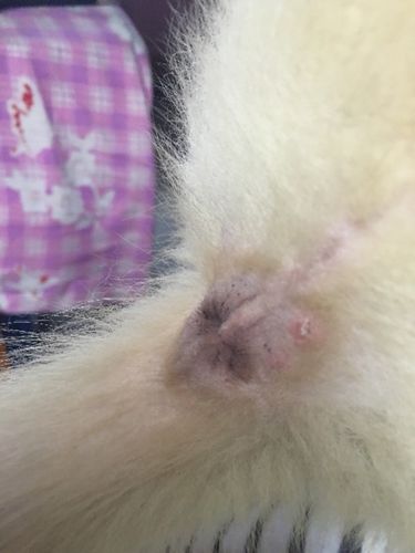 狗狗肛门附近长了个小痘痘,感觉有点像人的火疖子,有明白的人吗?
