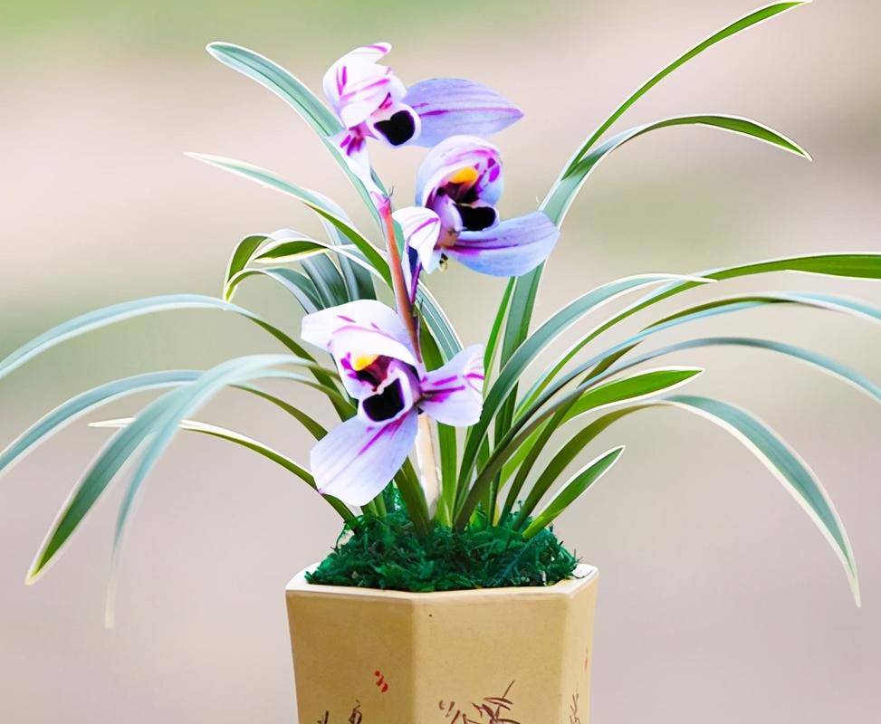建兰新宠紫月荷芳香四溢花色梦幻勤花丰花