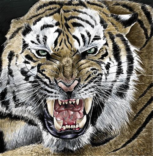 愤怒的老虎头