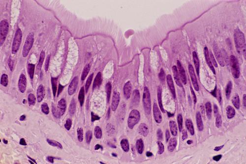 假复层纤毛细胞的简笔画