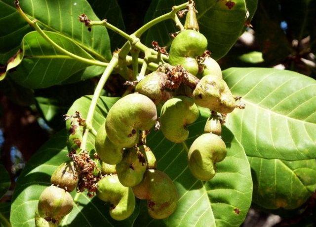 农村大山这种常见的"益寿果",延年益寿,润肤美容,延缓