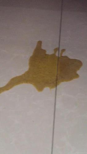 猫咪吐黄水是怎么回事,以前从来没遇到过,今天第.