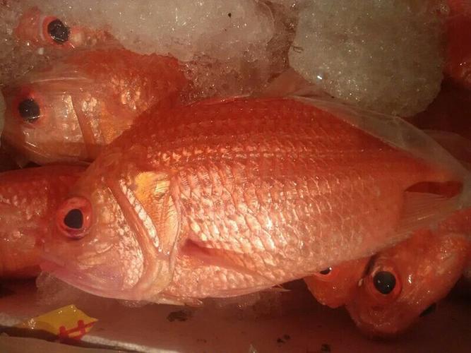 红鱼(深海将军)