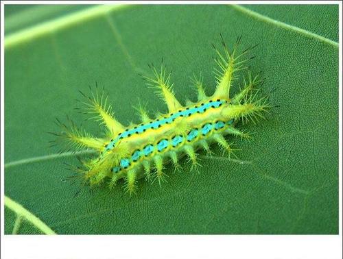 你们老家管这个毛毛虫叫什么?有被它蛰过的经历吗?