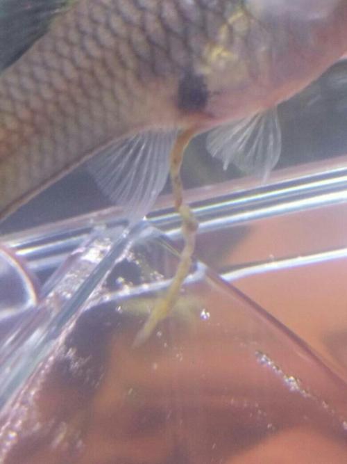 我的孔雀鱼肚子后面 貌似是一根肠子. 是不是要生了?