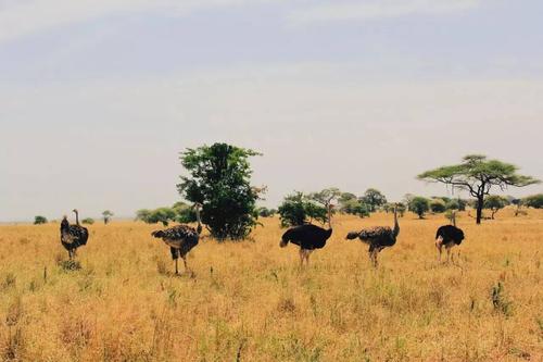 坦桑尼亚safari之旅(第一篇,塔兰吉雷国家公园)