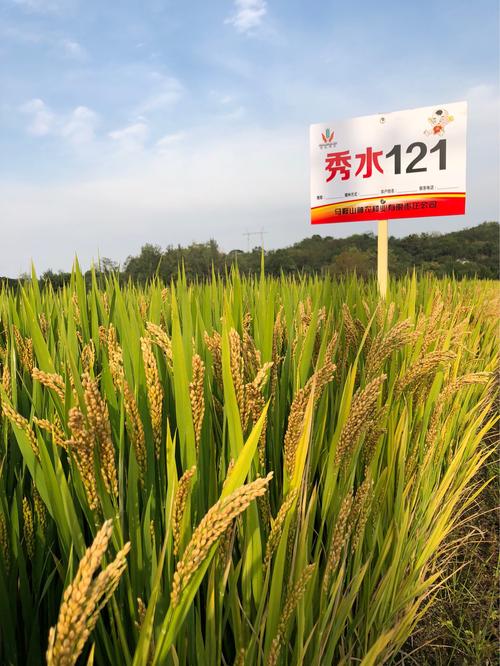 秀水121(全面替代嘉花1号的粳稻新品种)