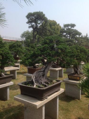 中国南阳盆景文化村(三)