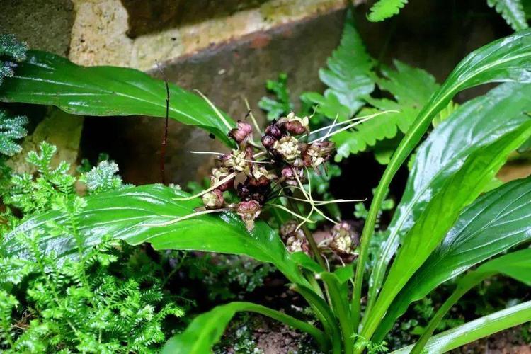 【湿生植物】-裂果薯,老虎须的胞妹!