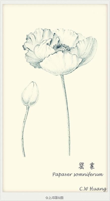 作者@catherinewhuang 手绘 植物 花卉 铅笔画