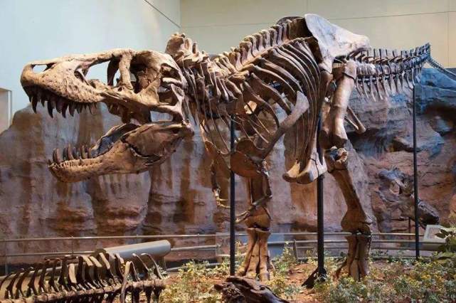 霸王龙化石