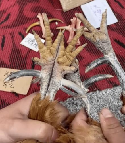 文玩人终于对大龄男公鸡下手了两三百一对还批量生产了