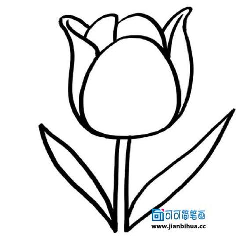 马蹄莲简笔画画法(分步),马蹄莲简笔画图片