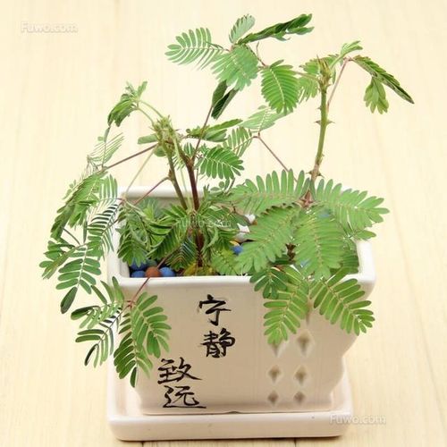 怎么盆栽含羞草?