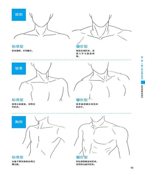 漫画技巧,脖子,锁骨