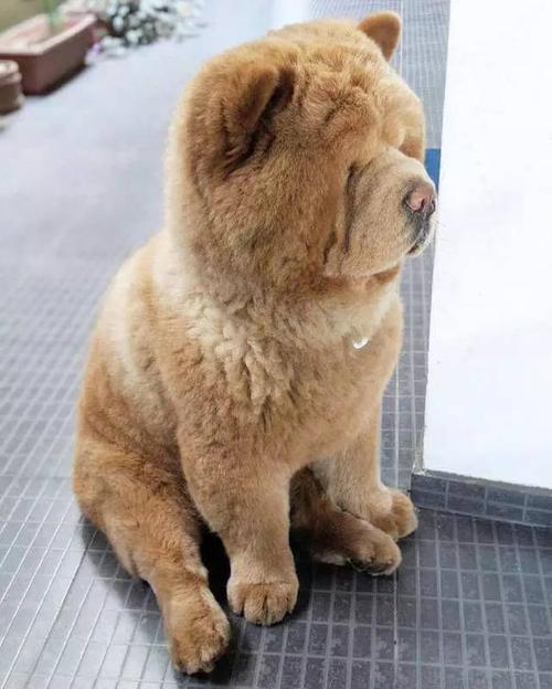 是熊还是松狮,傻傻分不清