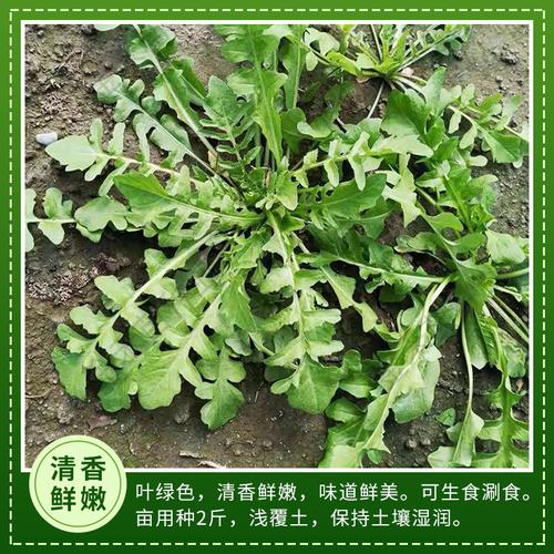 野生大叶荠荠菜新种子春秋冬四季阳台盆栽地菜花野菜