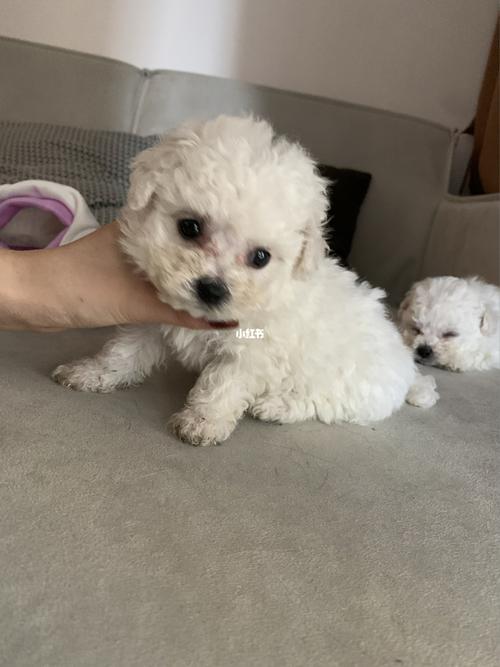 小时候真可爱呀_比熊_宠物_狗