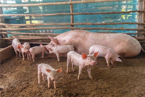 山东"糊涂"钉子户:拆除猪圈要500万,网友:简直"疯了"