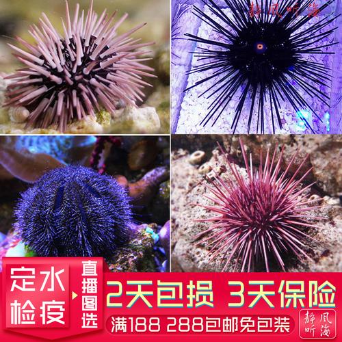 魔鬼海胆_长刺海胆_棘冠海胆百科图片_饲养繁殖_雌雄