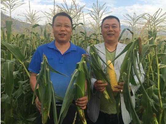 请输入标题     bcdef  在现场,薛万新发布了甜玉米品种" 七 大金刚"