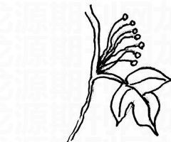 爬山虎的脚怎么画呢?