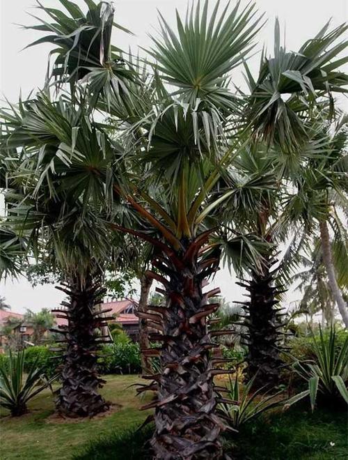 糖棕树的花期在什么时候糖棕树的花长什么样