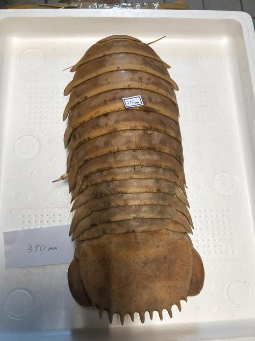 标本 大王具足虫 ダイオウグソクムシ bathynomis giganteas 350mm