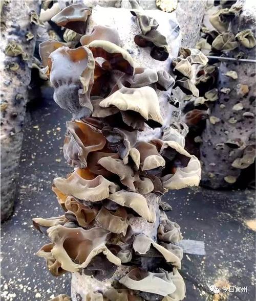 食用菌加工生产基地1个,利用桑杆,杂木等原料加工培育种植黑木耳菌袋