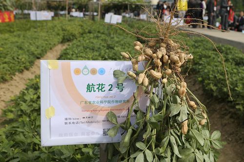 花生新品种航花2号的示范表现与高产栽培技术