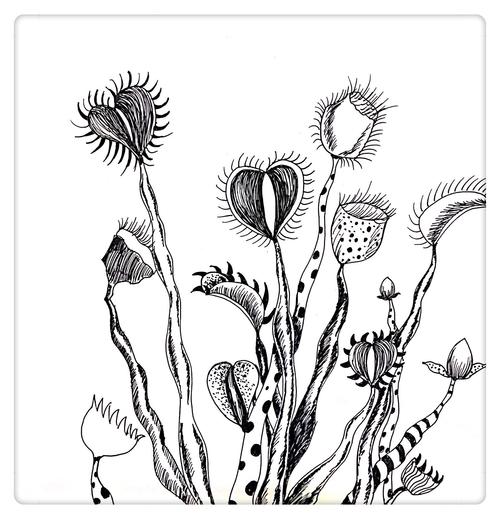 《我的植物日记之捕蝇草线描篇》