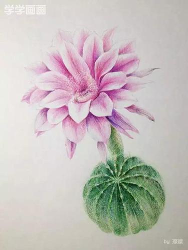 教程|教你用彩铅画画一株开花的仙人球