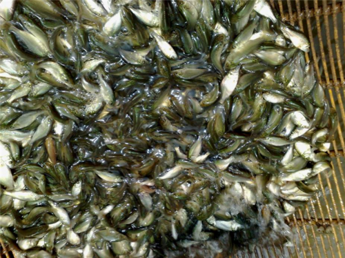 重庆鱼苗基地重庆鱼苗批发重庆鱼苗基地