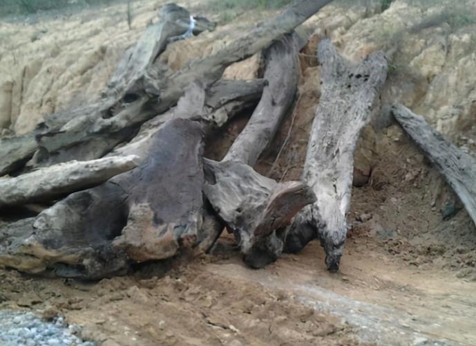 乌木是什么乌木的鉴别方法