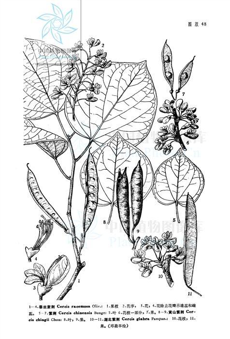 chinensis bunee 豆科云实亚科紫荆属   花小而密,先开花后长叶,初春