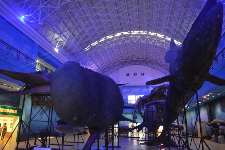 【携程攻略】大连大连自然博物馆适合单独旅行旅游吗