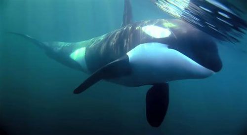 夫妻制片人分手 留下纪录片《鲸鱼》