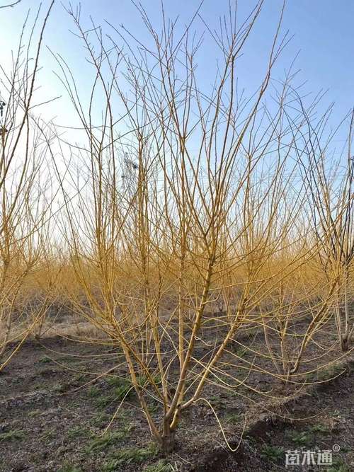 4厘米丛生金枝槐