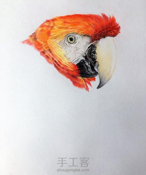 彩铅鹦鹉