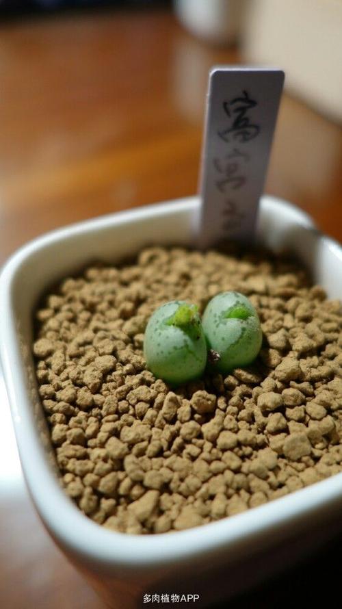 最近新入的肉锥