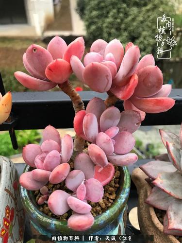 灰姑娘,你就是穿着水晶鞋跳舞的灰姑娘