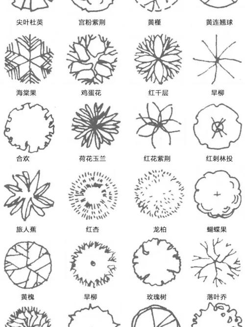 植物平面图_手绘_景观手绘_文化_绘画